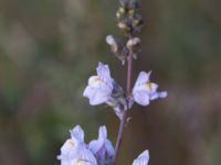 Linaria repens Grodreservatet, Malmö hamn, Malmö, Skåne, Sweden 20160609_0087