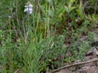 Linaria repens Grodreservatet, Norra hamnen, Malmö, Skåne, Sweden 20150614_0121