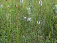 Linaria repens Grodreservatet, Norra hamnen, Malmö, Skåne, Sweden 20150614_0123