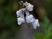 Linaria repens Grodreservatet, Norra hamnen, Malmö, Skåne, Sweden 20150614_0126