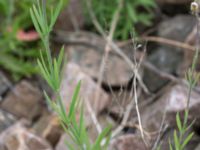 Linaria repens Grodreservatet, Norra hamnen, Malmö, Skåne, Sweden 20150614_0127