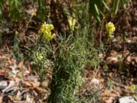 Linaria vulgaris 1.5 km SSE Aderbiyevka, Krasnodar, Russia 20160911_0328