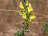 Linaria vulgaris Holmebodar, Borgholm, Öland, Sweden 20180809_0143