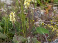 Linaria vulgaris Limhamns kalkbrott, Malmö, Skåne, Sweden 20150621_0010