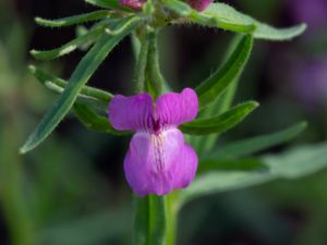 Misopates orontium - Linearleaf Snapdragon - Kalvnos