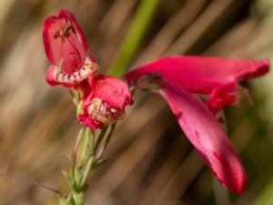 Penstemon barbatus - Golden-beard Penstemon