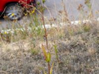 Penstemon digitalis Rondell Österleden-Fältarpsvägen, Helsingborg, Skåne, Sweden 20190805_0025