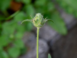 Plantago arenaria - Branched Plantain - Sandkämpar