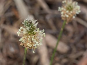 Plantago lanceolata - Ribwort Plantain - Svartkämpar