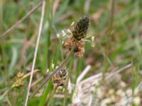 Plantago lanceolata Liaängen, Kågeröd, Svalöv, Skåne, Sweden 20160518_0090