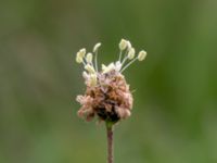 Plantago lanceolata Liaängen, Kågeröd, Svalöv, Skåne, Sweden 20160518_0093