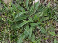 Plantago lanceolata Malmödammen, Tygelsjö ängar, Malmö, Sweden 20140510_0005