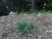 Plantago lanceolata Sevastopol-Yalta, Crimea, Russia 20150915_0330