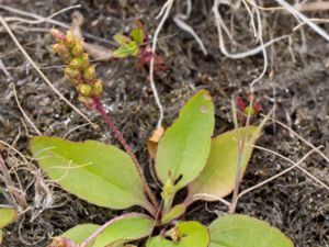 Plantago major - Greater Plantain - Groblad