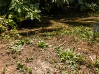 Plantago major Krka National Park, Sibenik-Knin, Croatia 20170805_1836