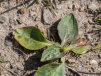 Plantago major ssp. intermedia Dämmekull, Södra Mellby, Simrishamn, Skåne, Sweden 20170506_0128