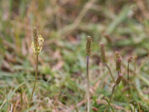 Plantago maritima - Sea Plantain - Gulkämpar