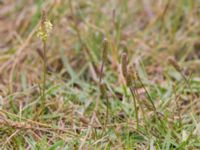 Plantago maritima Tygelsjö ängar, Malmö, Skåne, Sweden 20140816_0043