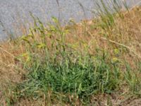 Plantago maritima ssp. maritima Gamla Viken, Helsingborg, Skåne, Sweden 20180702_0050