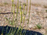 Plantago maritima ssp. maritima Gamla Viken, Helsingborg, Skåne, Sweden 20180702_0054