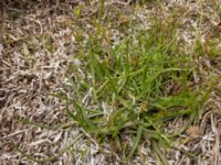 Plantago maritima ssp. maritima N Terekudden, Bunkeflo strandängar, Malmö, Skåne, Sweden 20180527_03