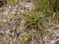 Plantago maritima ssp. maritima N Terekudden, Bunkeflo strandängar, Malmö, Skåne, Sweden 20180527_04