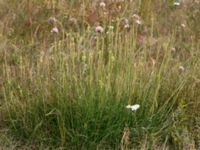 Plantago maritima ssp. maritima Tobisvik, Simrishamn, Skåne, Sweden 20160727_0132