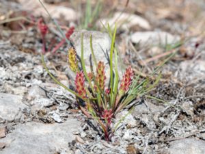 Plantago tenuiflora - Sparse-flowered Plantain - Dvärgkämpar