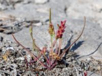 Plantago tenuiflora Möckelmossen, Mörbylånga, Öland, Sweden 20190609_0270