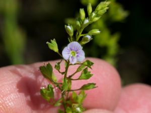 Veronica anagallis-aquatica - Blue Water-Speedwell - Vattenveronika