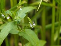 Veronica anagallis-aquatica Gårdstånga, Eslöv, Skåne, Sweden 20120617 007