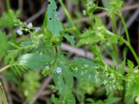 Veronica anagallis-aquatica Husie mosse, Malmö, Skåne, Sweden 20150623_0129