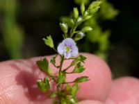 Veronica anagallis-aquatica Leråkra, Flädie, Lomma, Skåne, Sweden 20160715_0035