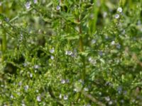 Veronica anagallis-aquatica Tygelsjö ängar, Malmö, Skåne, Sweden 20160804_0207