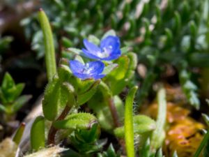 Veronica arvensis - Wall Speedwell - Fältveronika