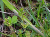 Veronica arvensis Ramsåsa, Tomelilla, Skåne, Sweden 20190501_0018