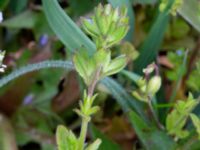 Veronica arvensis Ramsåsa, Tomelilla, Skåne, Sweden 20190501_0019