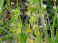 Veronica arvensis Ramsåsa, Tomelilla, Skåne, Sweden 20190501_0021