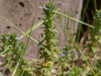 Veronica arvensis Sydöstra p-pl, Potatisåkern, Malmö, Skåne, Sweden 20240531_0001