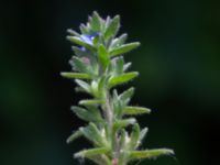 Veronica arvensis Sydöstra p-pl, Potatisåkern, Malmö, Skåne, Sweden 20240531_0005