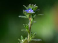 Veronica arvensis Sydöstra p-pl, Potatisåkern, Malmö, Skåne, Sweden 20240531_0008