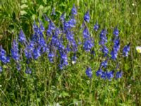 Veronica austriaca ssp. teucrium Klosterängshöjden, Lund, Skåne, Sweden 20150612_0017