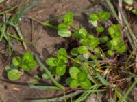 Veronica beccabunga Orröds gård, Klippan, Skåne, Sweden 20150511_0030