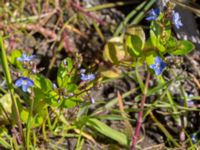 Veronica beccabunga Pumphuset, Tygelsjö ängar, Malmö, Skåne, Sweden 20150524_0027