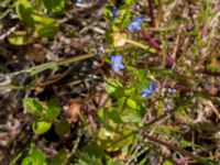 Veronica beccabunga Pumphuset, Tygelsjö ängar, Malmö, Skåne, Sweden 20150524_0030