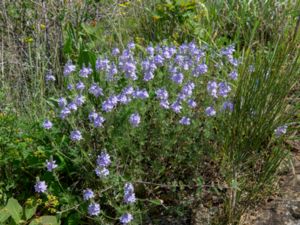 Veronica capsellicarpa