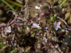 Veronica catenata - Pink Water-Speedwell - Dikesveronika