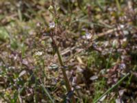 Veronica catenata Eskiltorps ängar, Vellinge, Skåne, Sweden 20150803_0054