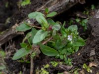 Veronica catenata Kolböra mosse, Staffanstorp, Skåne, Sweden 20190721_0002