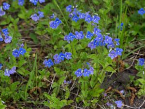 Veronica chamaedrys - Germander Speedwell - Teveronika